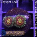H1-R1-1 WYSIWYG - Zoanthus "Rainbow Incinerator "