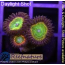 H1-R1-1 WYSIWYG - Zoanthus "Sunny D,"