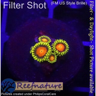 H1-R1-2 WYSIWYG - Zoanthus sp.