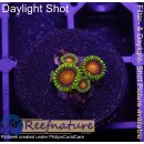 H1-R1-2 WYSIWYG - Zoanthus sp.