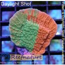 Montipora Crafted Ø3-5cm