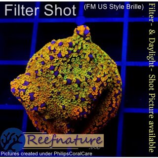 4A1-2 WYSIWYG - Montipora Rainbow