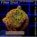 4A1-2 WYSIWYG - Montipora Rainbow