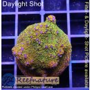 4A1-2 WYSIWYG - Montipora Rainbow