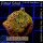 4A1-2 WYSIWYG - Montipora Rainbow