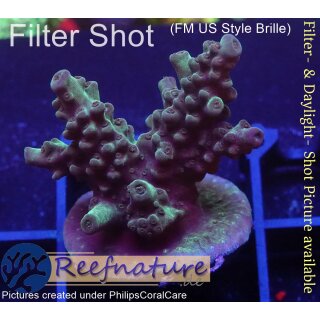 4A5-5 WYSIWYG - Acropora sp., Höhe 31mm