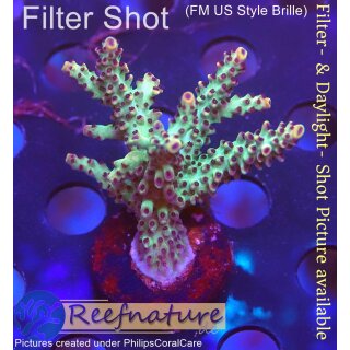 4A5-5 WYSIWYG - Acropora sp, Höhe 41mm