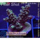 4A5-5 WYSIWYG - Acropora sp., Höhe 31mm