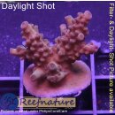 4A5-5 WYSIWYG - Acropora sp., Höhe 31mm