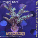 4A5-5 WYSIWYG - Acropora sp, Höhe 41mm