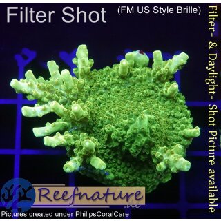 4A5-7 WYSIWYG - Acropora  yellow Indo Table Höhe 30mm