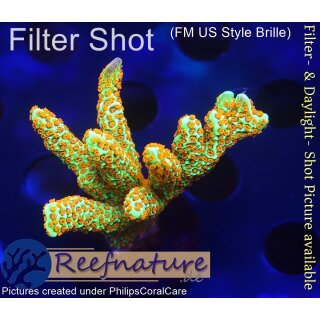 4A5-7 WYSIWYG - Montipora Forest Fire, Höhe 37mm