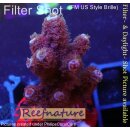 4A5-7 WYSIWYG - Acropora  sp. Höhe 37mm