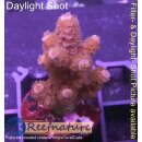 4A5-7 WYSIWYG - Acropora  sp. Höhe 37mm