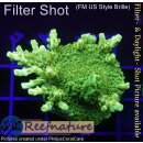 4A5-7 WYSIWYG - Acropora  yellow Indo Table Höhe 30mm