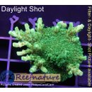 4A5-7 WYSIWYG - Acropora  yellow Indo Table Höhe 30mm