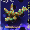 4A5-7 WYSIWYG - Montipora Forest Fire, Höhe 37mm