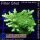 4A5-7 WYSIWYG - Acropora  yellow Indo Table Höhe 30mm