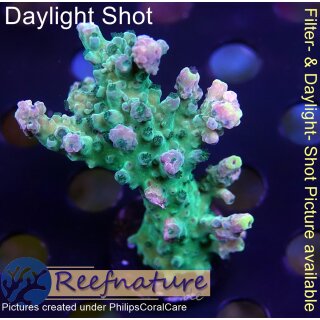 4A6-7 WYSIWYG - Acropora austera,  Höhe 59mm