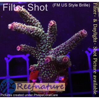 4A6-7 WYSIWYG - Acropora millepora rot,  Höhe 55mm