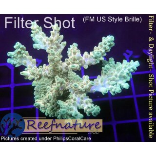 4A6-7 WYSIWYG - Acropora table  Höhe 48mm