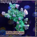 4A6-7 WYSIWYG - Acropora austera,  Höhe 59mm