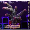 4A6-7 WYSIWYG - Acropora millepora rot,  Höhe 55mm