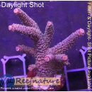4A6-7 WYSIWYG - Acropora millepora rot,  Höhe 55mm