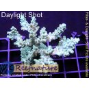 4A6-7 WYSIWYG - Acropora table  Höhe 48mm