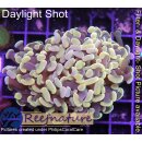 B5A WYSIWYG - Euphyllia Gold Nugget 2 Köpfe
