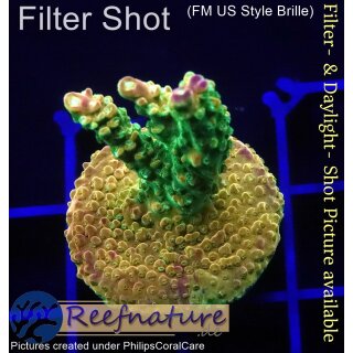 4A5-6 WYSIWYG - Acropora Mango Garden Höhe 38mm