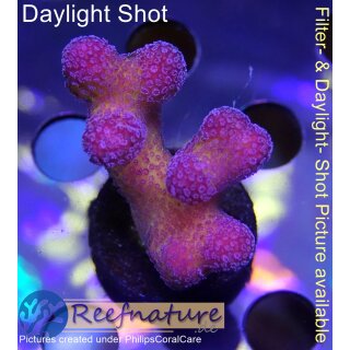 4A5-6 WYSIWYG - Stylophora pink – Fiji/Tonga, Höhe 32mm