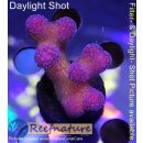 4A5-6 WYSIWYG - Stylophora pink – Fiji/Tonga,...