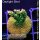4A5-6 WYSIWYG - Acropora Mango Garden Höhe 38mm