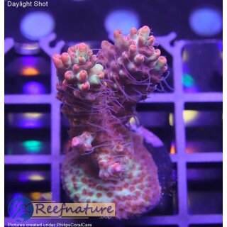 4A4-6 WYSIWYG - Acropora strawberry shortcake,  Höhe 45mm