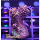4A4-6 WYSIWYG - Acropora strawberry shortcake,  Höhe 45mm