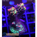 4A4-6 WYSIWYG - Acropora strawberry shortcake,  Höhe 45mm