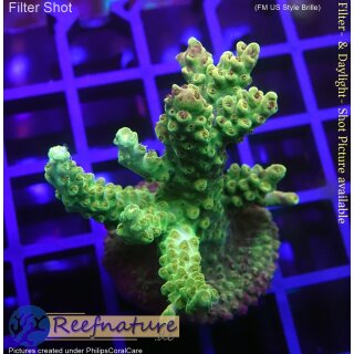 4A4-7 WYSIWYG - Acropora sp,  Höhe 48mm