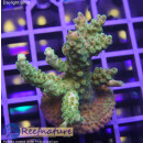 4A4-7 WYSIWYG - Acropora sp,  Höhe 48mm