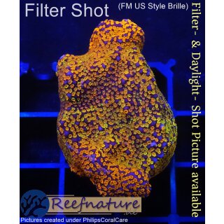 4A1-1 WYSIWYG - Montipora Rainbow