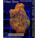 4A1-1 WYSIWYG - Montipora Rainbow