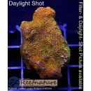 4A1-1 WYSIWYG - Montipora Rainbow
