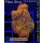 4A1-1 WYSIWYG - Montipora Rainbow