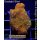 4A1-1 WYSIWYG - Montipora Rainbow