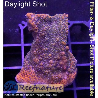 4A1-3 WYSIWYG - Montipora superman