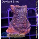4A1-3 WYSIWYG - Montipora superman