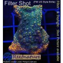 4A1-3 WYSIWYG - Montipora superman
