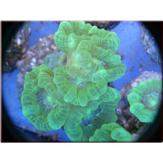 Caulastrea curvata NeonGrün - Fingerkoralle 1Polyp