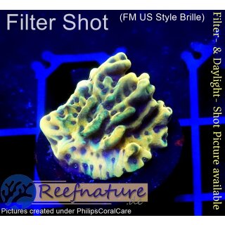 4A1-4 WYSIWYG - Montipora CrazyT gelb