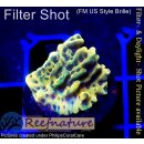 4A1-4 WYSIWYG - Montipora CrazyT gelb